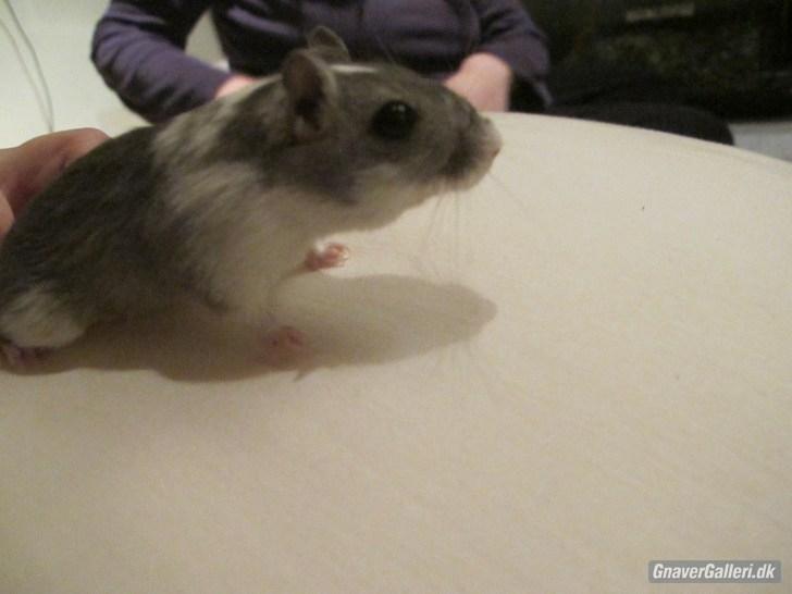 Ørkenrotte Marni - Hun har et hjerte af guld <3 billede 4