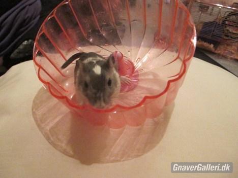 Ørkenrotte Marni - Du er lyset på min mørke dag <3 billede 5