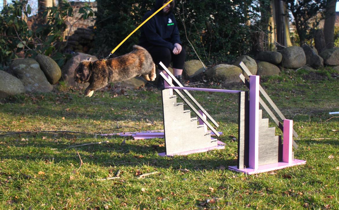 Kanin MaPos De La Manifik billede 15