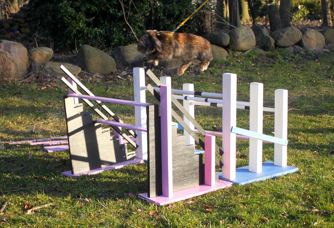 Kanin MaPos De La Manifik billede 17