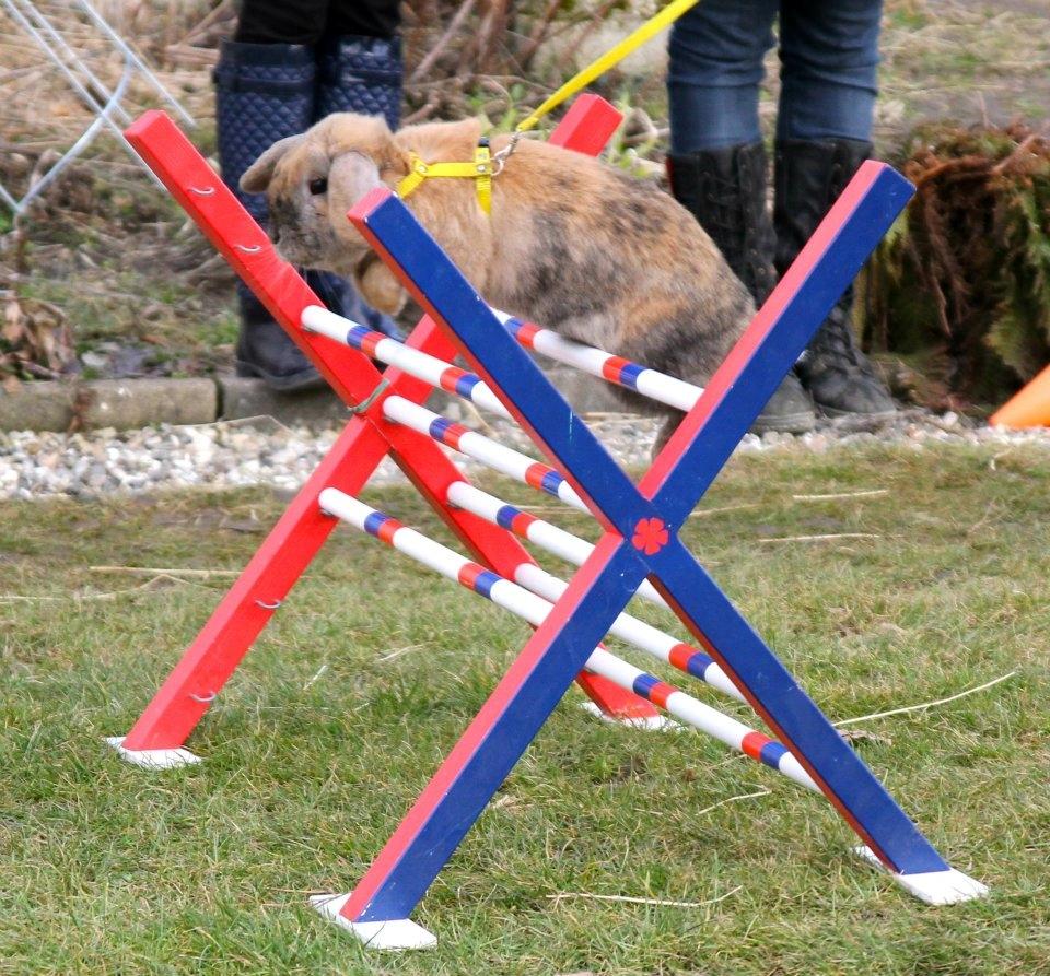 Kanin Tom K. - Tom hopper svær lige.
Billede af Trine Møldrup. billede 14