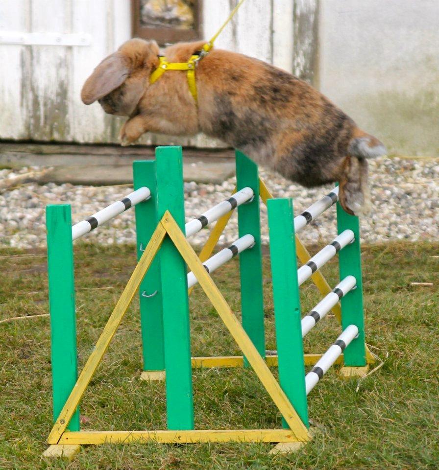 Kanin Tom K. - Tom hopper svær lige.
Billede af Trine Møldrup. billede 15