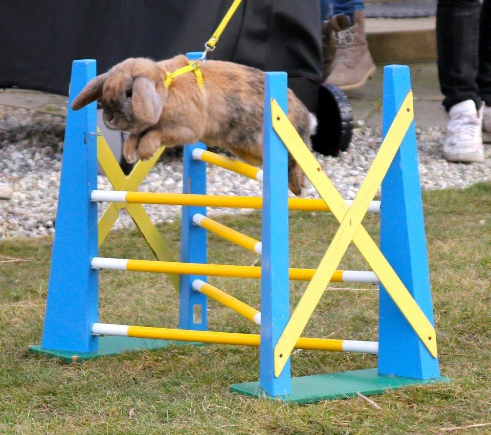 Kanin Tom K. - Tom hopper svær lige.
Billede af Trine Møldrup. billede 16