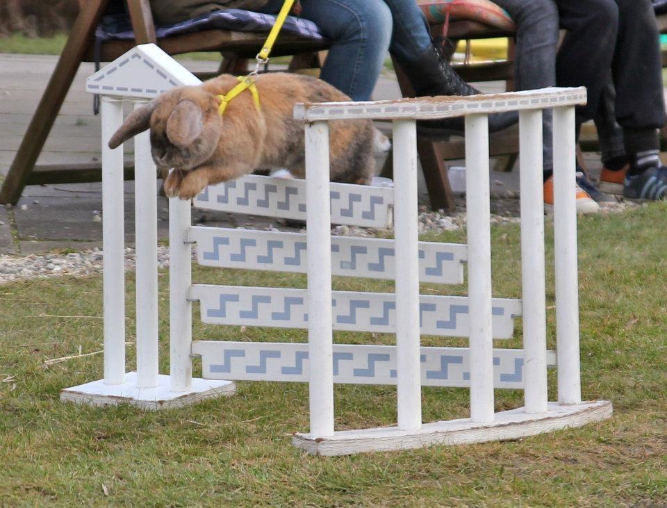 Kanin Tom K. - Tom hopper svær lige.
Billede af Trine Møldrup. billede 17