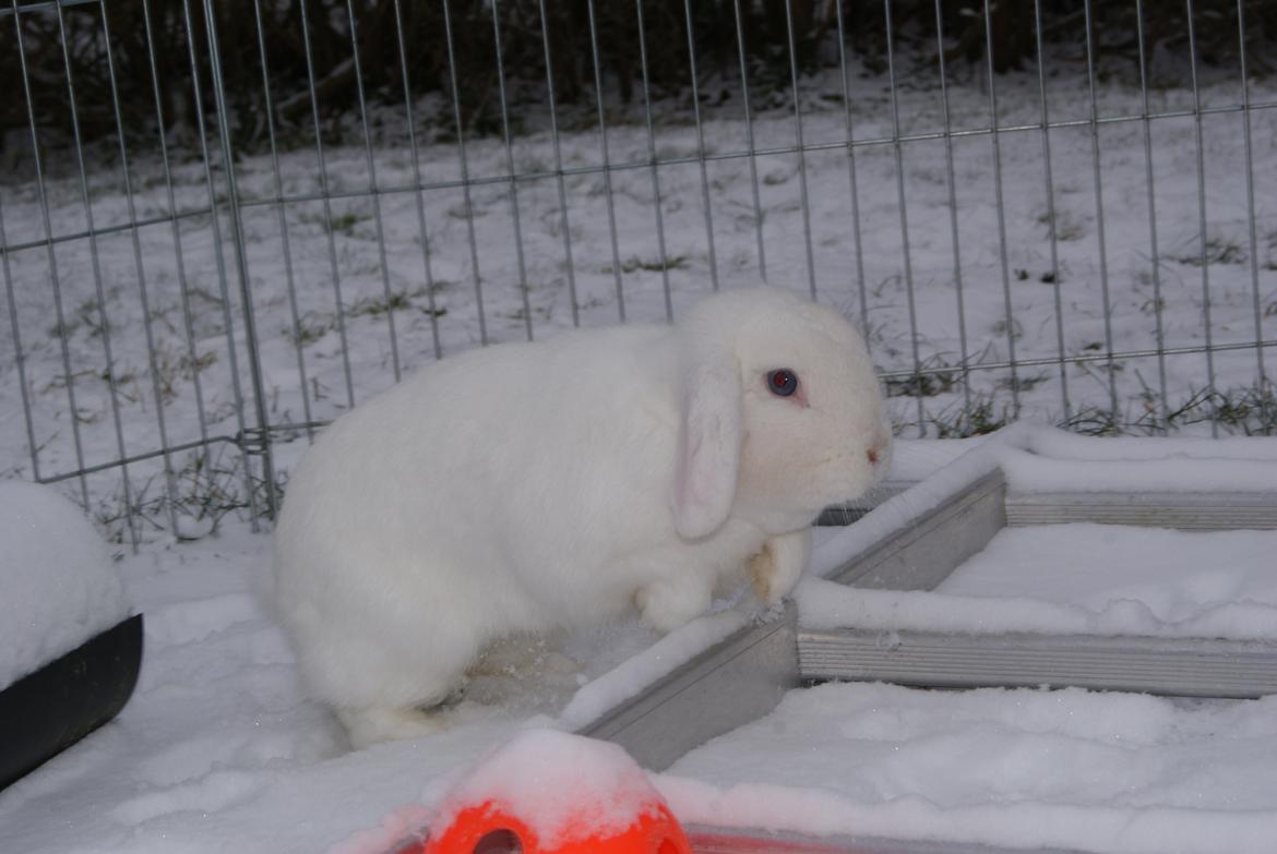 Kanin (DV) Bellissimo |Bellis| - Min smukke tøs i løbegaarden :D  billede 4