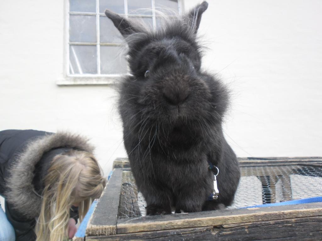 Kanin l Tinto l billede 2