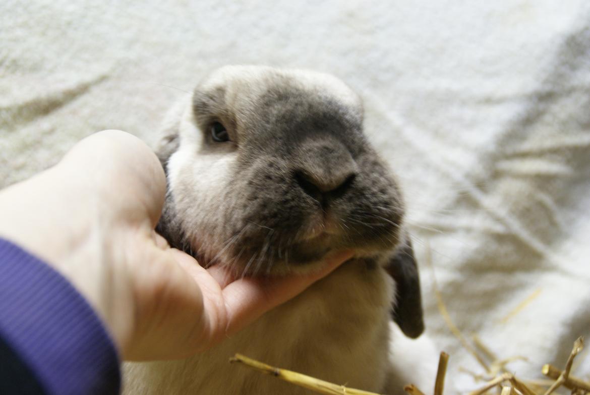 Kanin | Sofus R.I.P. billede 19