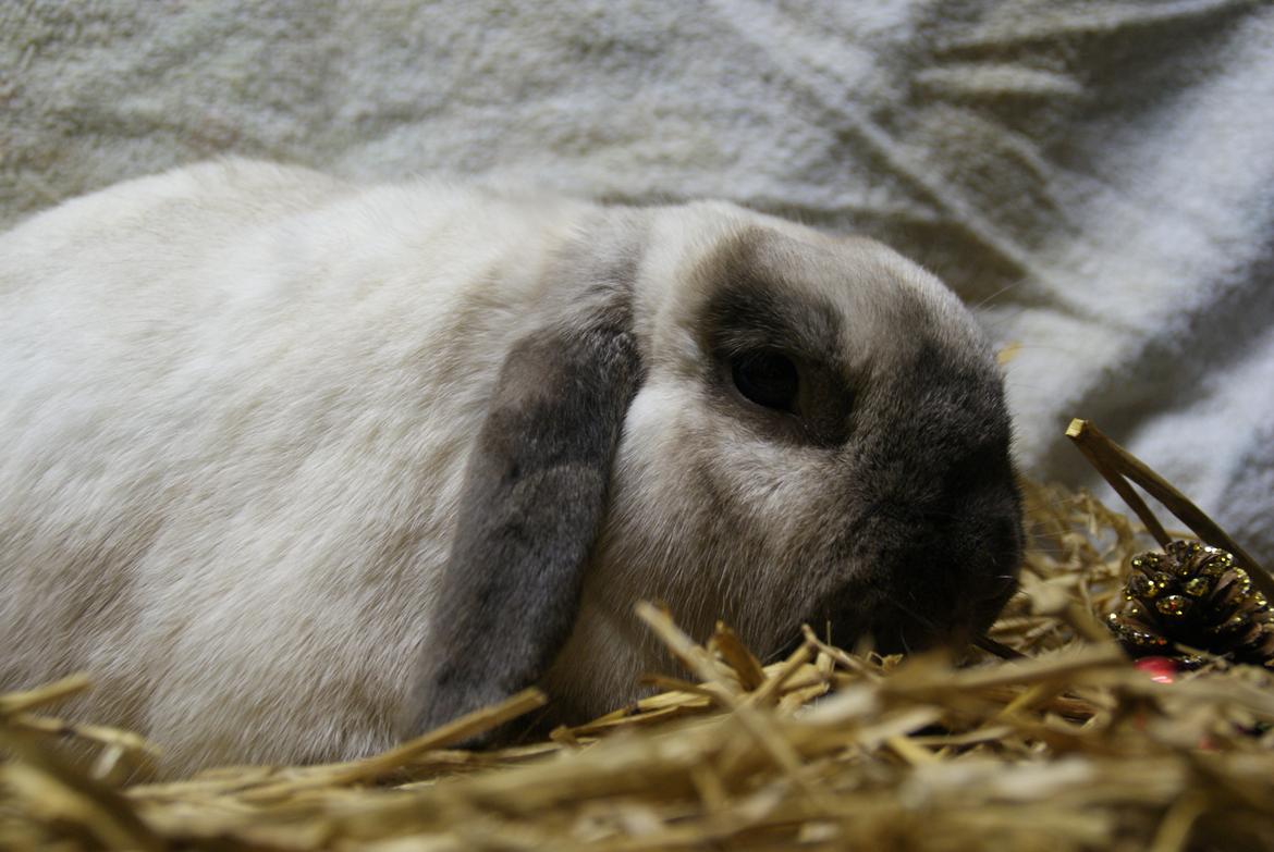 Kanin | Sofus R.I.P. billede 20