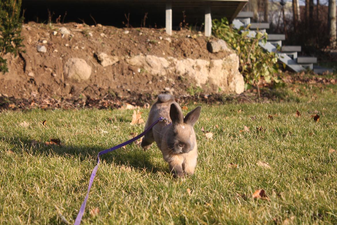 Kanin Dougs CoEa Eywa billede 14