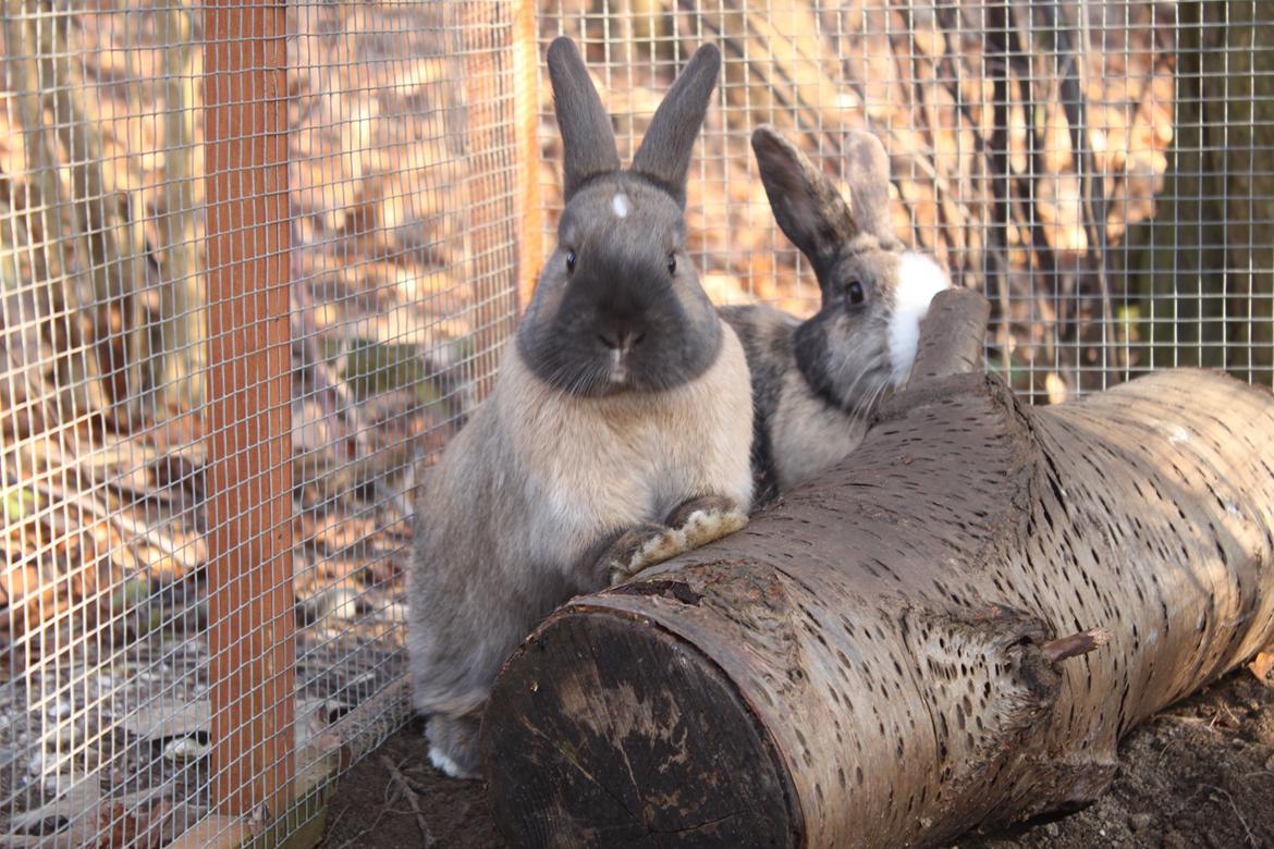 Kanin Dougs CoEa Eywa billede 15