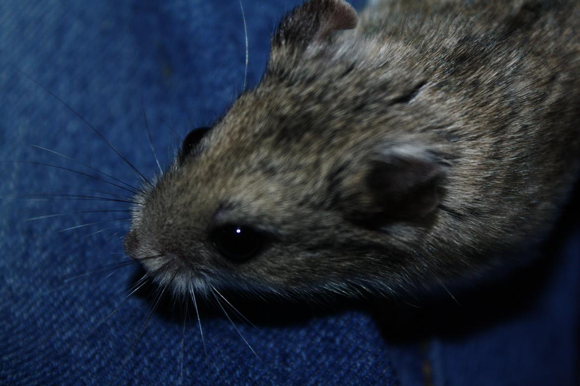 Dværghamster Pusling - Velkommen til Pusling's profil :) billede 1