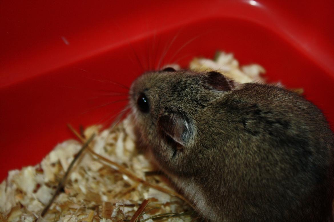 Dværghamster Pusling billede 3