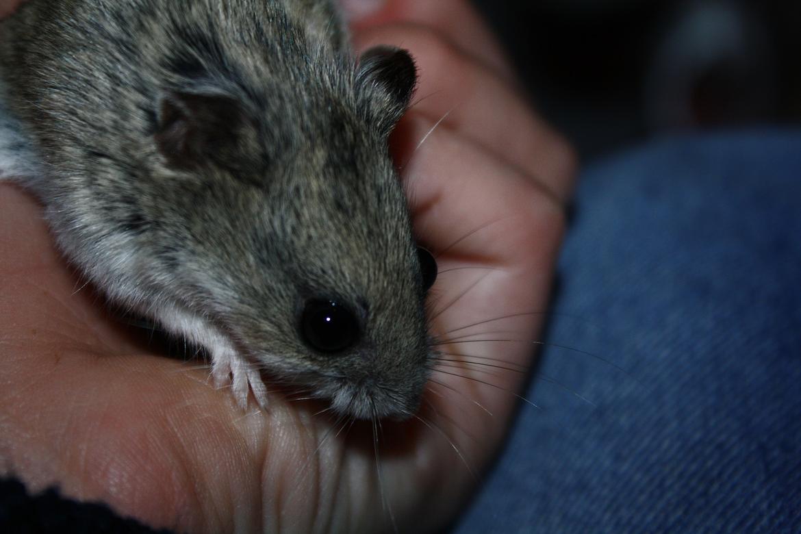 Dværghamster Pusling billede 2