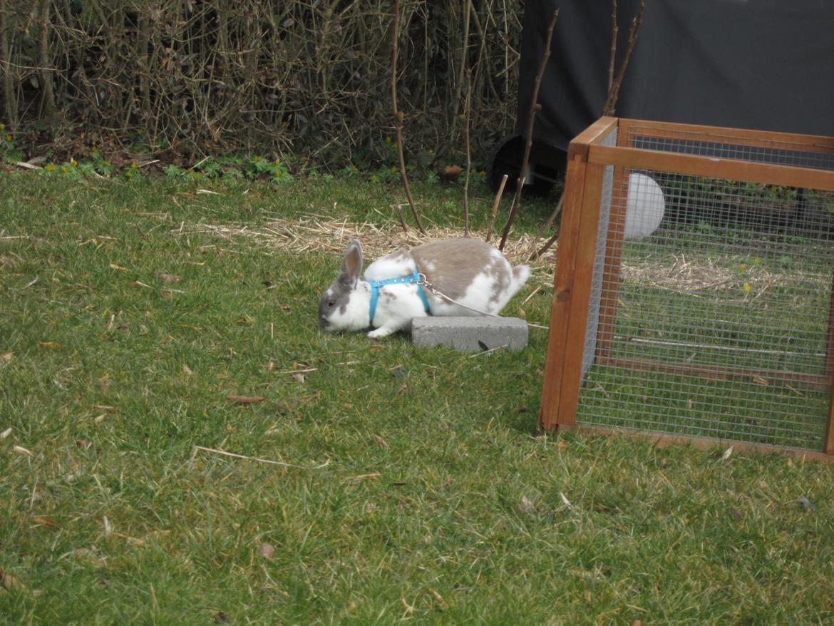 Kanin Petunia  billede 13