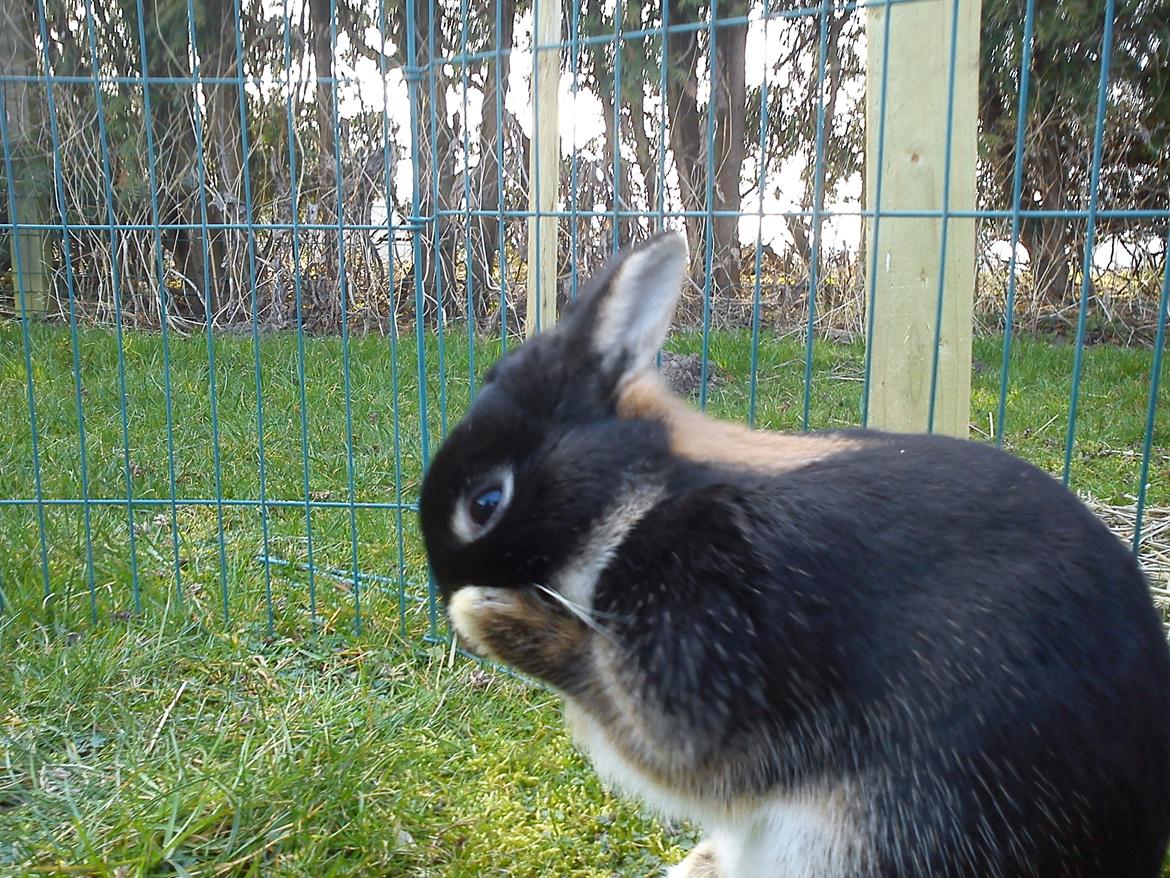 Kanin Ahrenkiels Frigg |Hermelin| *R.I.P.* - Fotograf: Mig. billede 5