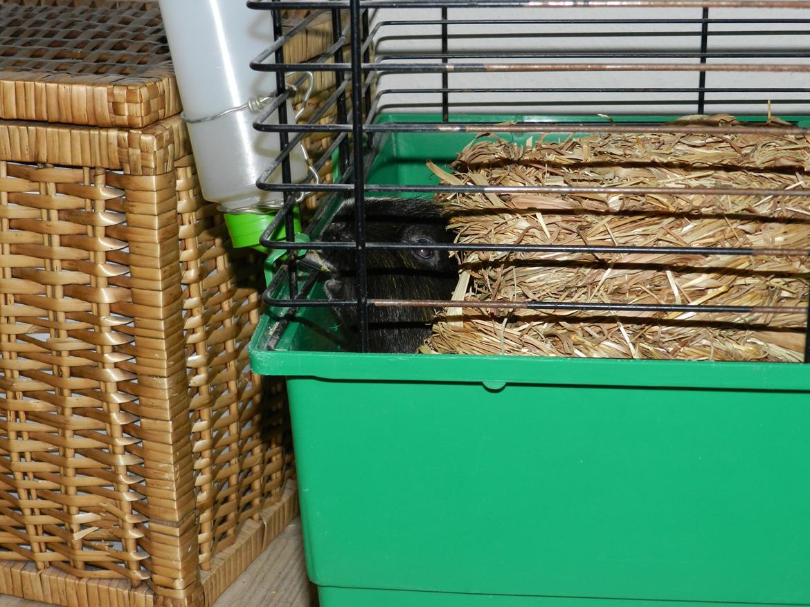 Marsvin Otto - Sådan kan man jo også gøre.. :p billede 17