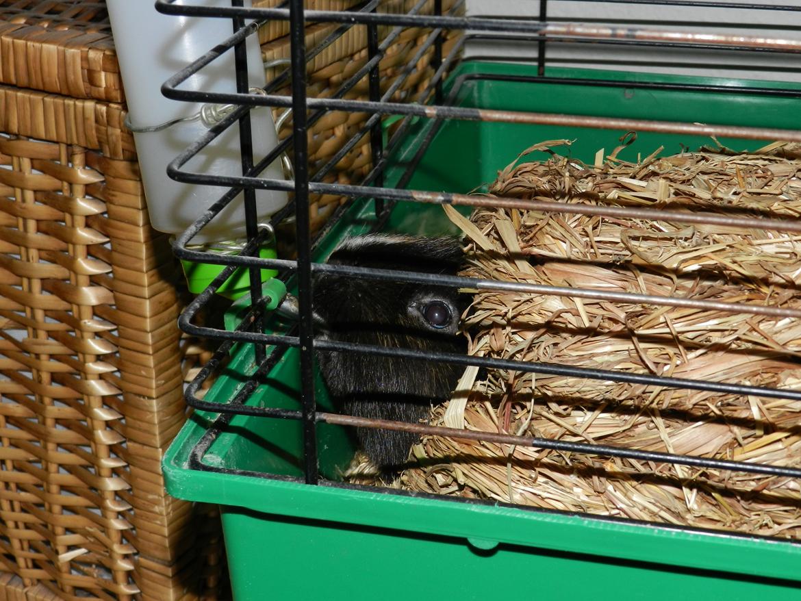 Marsvin Otto - Otto er efterhånden ved at være gammel.. Og så har man vel lov til at være lidt doven? xD billede 18