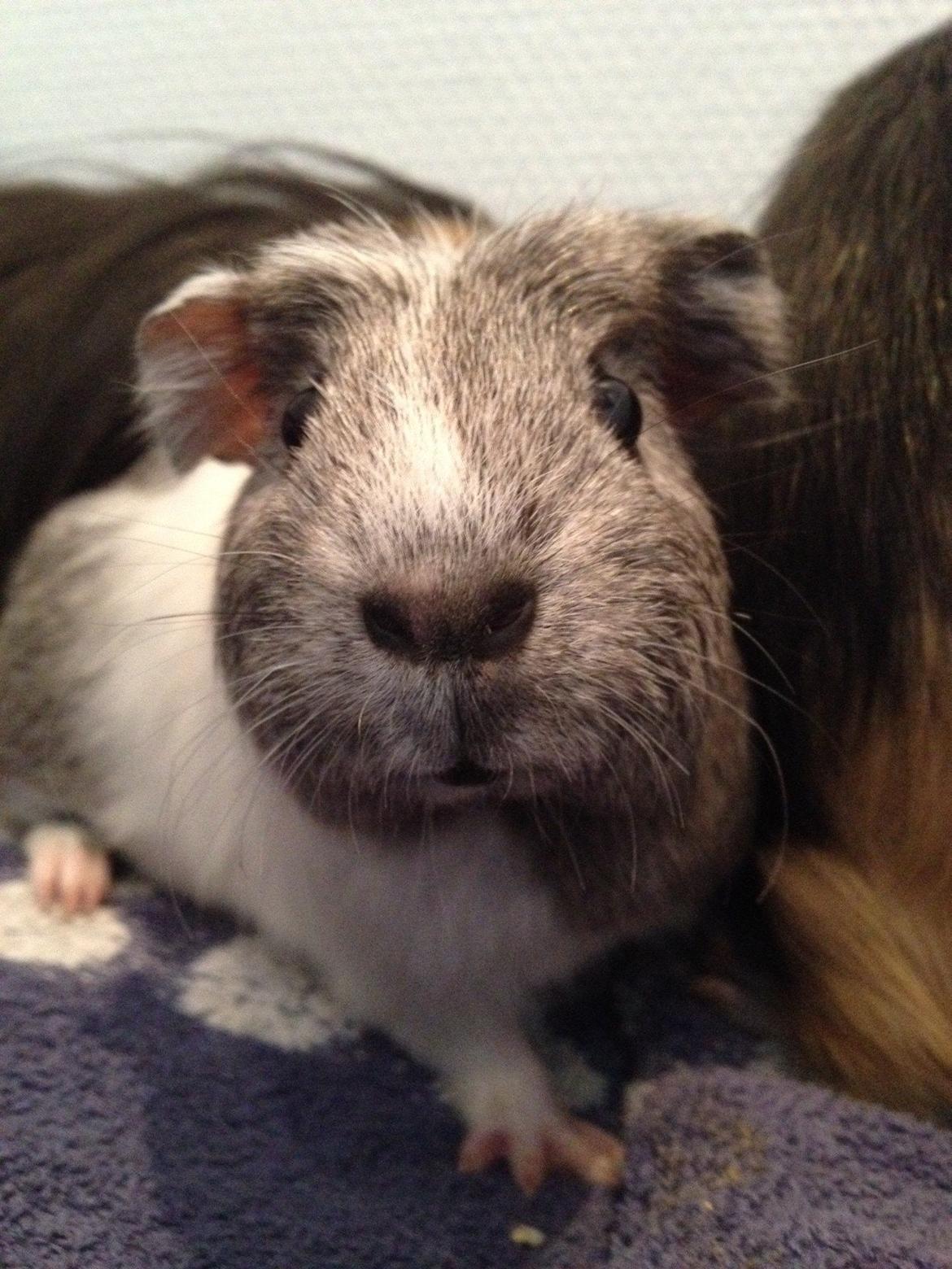 Marsvin Herdis billede 1