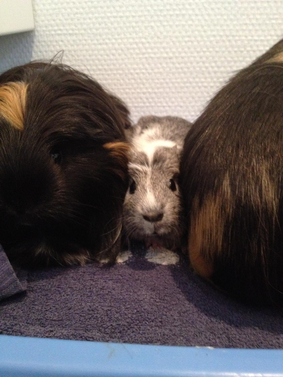 Marsvin Herdis billede 2