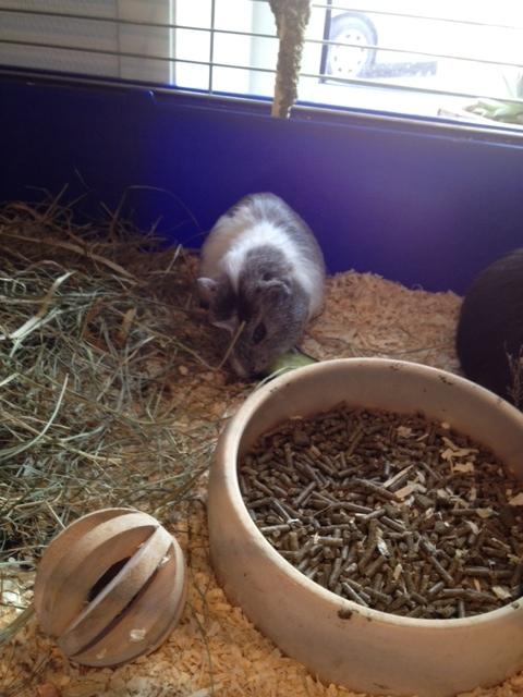 Marsvin Herdis billede 3