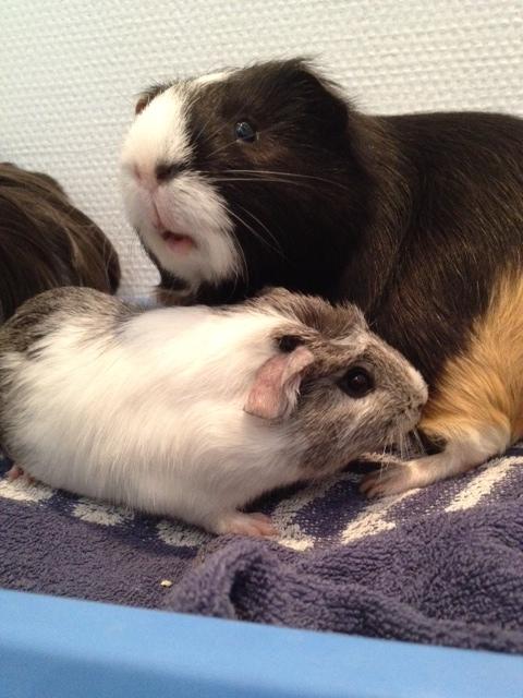 Marsvin Herdis billede 4