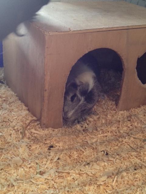 Marsvin Herdis billede 5