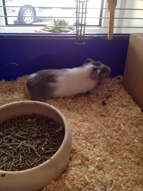 Marsvin Herdis billede 6