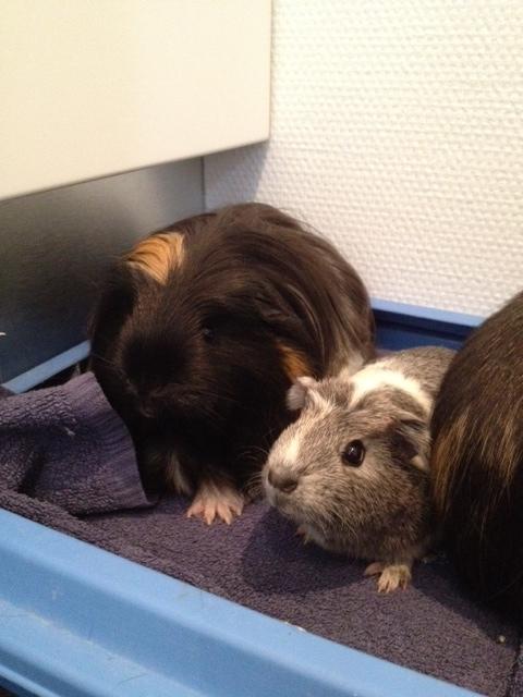 Marsvin Herdis billede 7