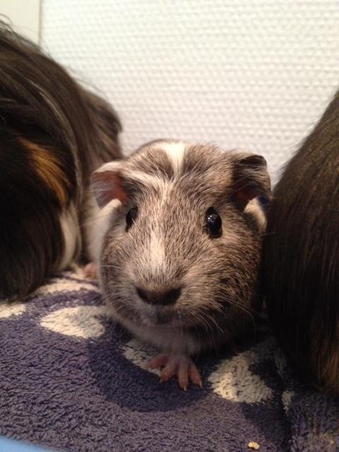 Marsvin Herdis billede 8