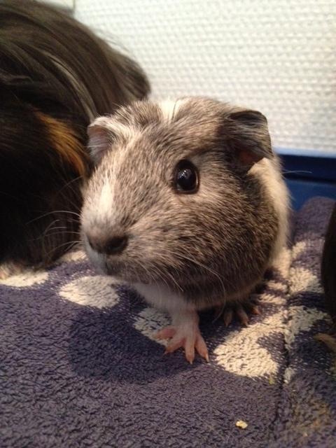 Marsvin Herdis billede 9