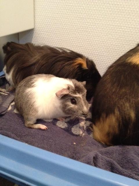 Marsvin Herdis billede 10