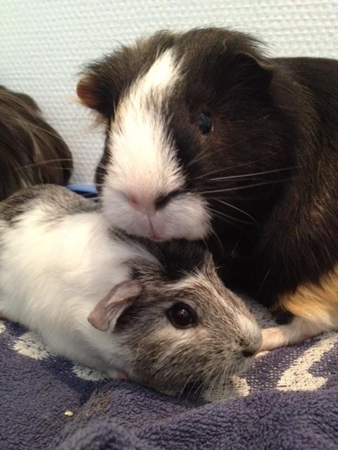 Marsvin Herdis billede 11