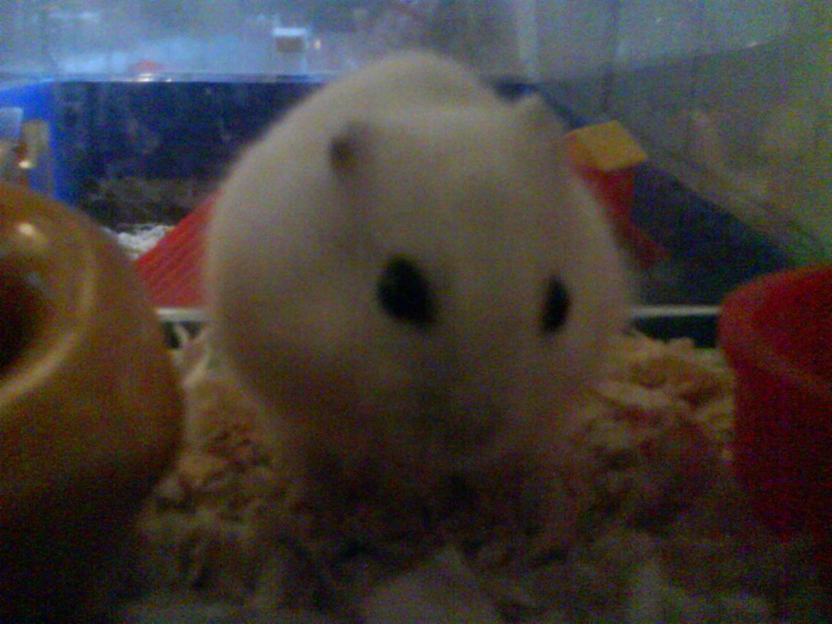 Hamster Snehvide billede 1