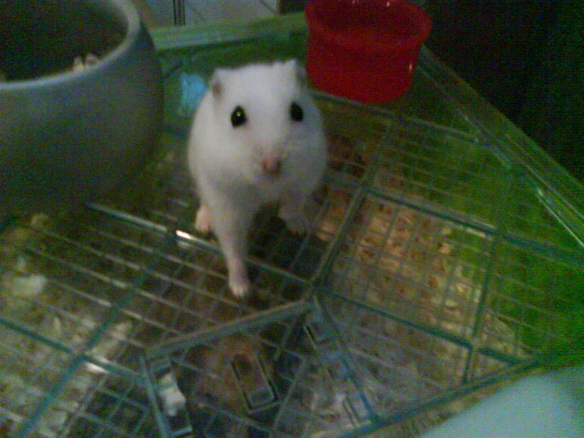 Hamster Snehvide billede 2