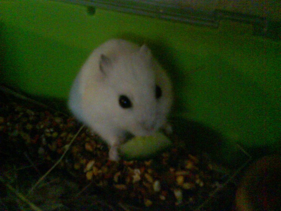 Hamster Snehvide billede 3