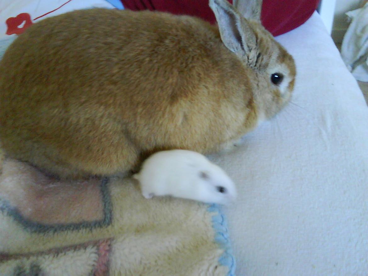 Hamster Snehvide - Snehvide og Bobo! De er så søde<3<3 billede 4