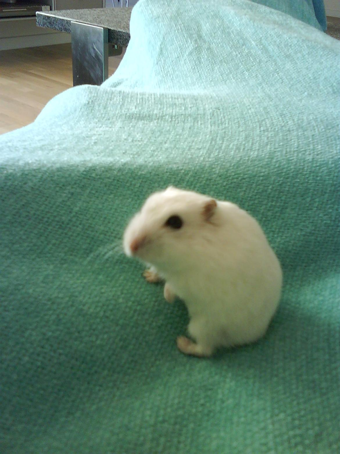 Hamster Snehvide - Smukke lille pus!<3 billede 5