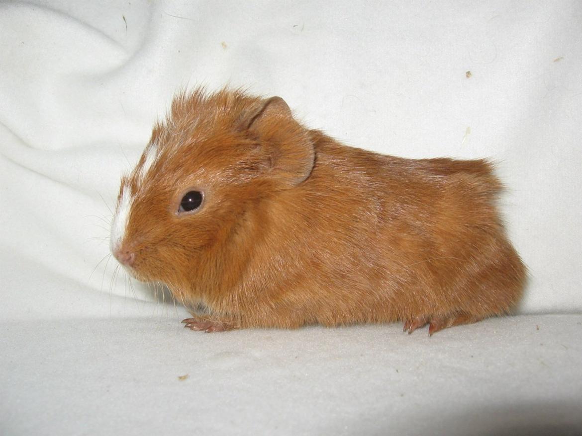 Marsvin Hugo Von Curia - Min lille Hugo. billede 1