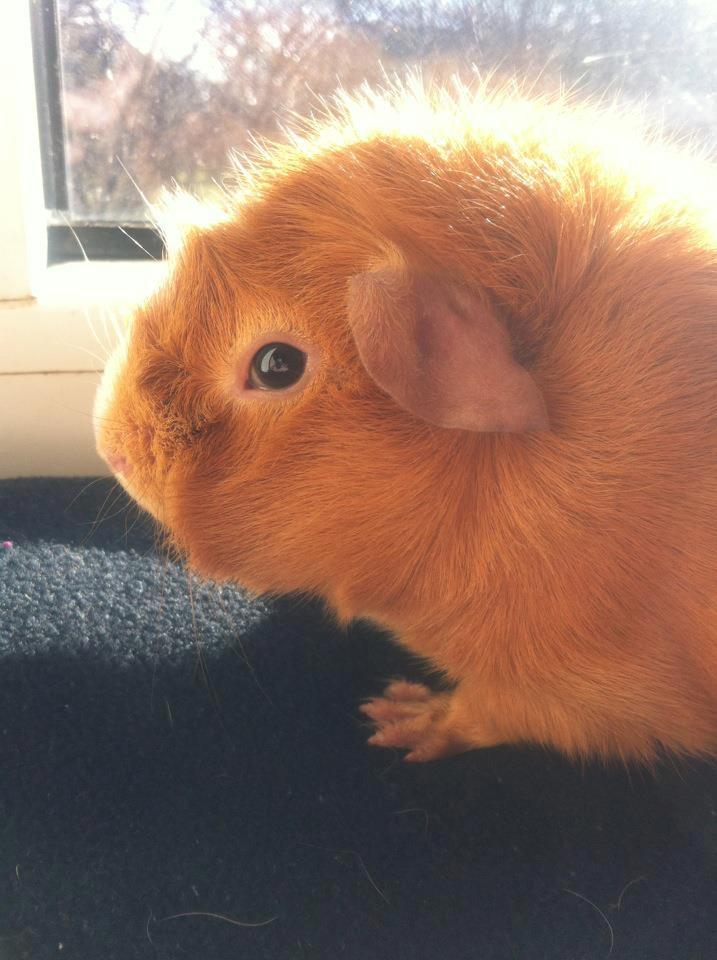 Marsvin Hugo Von Curia - Hugo så sødt. :D billede 3