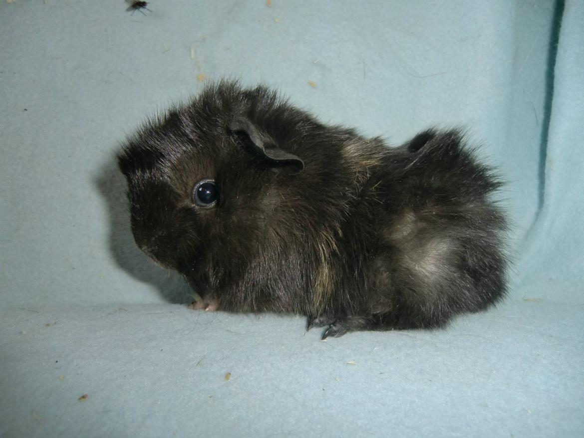 Marsvin Antonio Von Curia billede 1