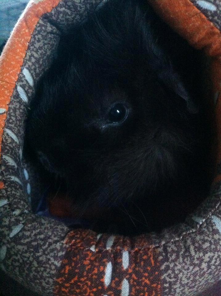 Marsvin Antonio Von Curia billede 2