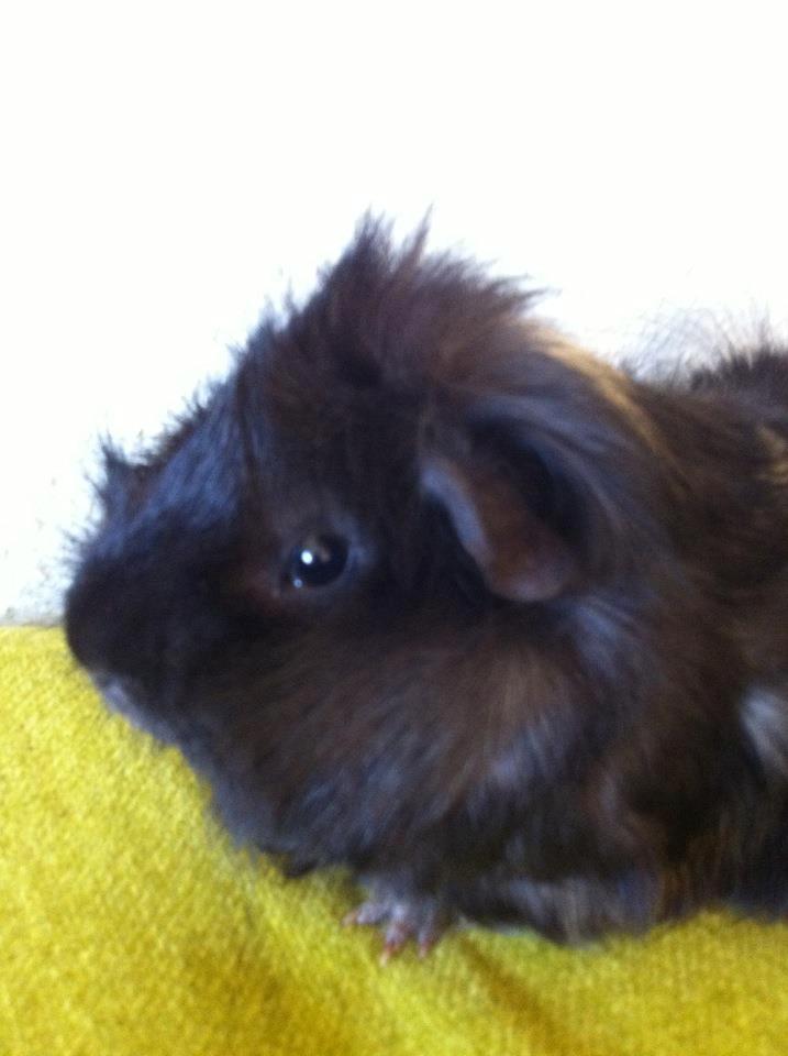 Marsvin Antonio Von Curia billede 3