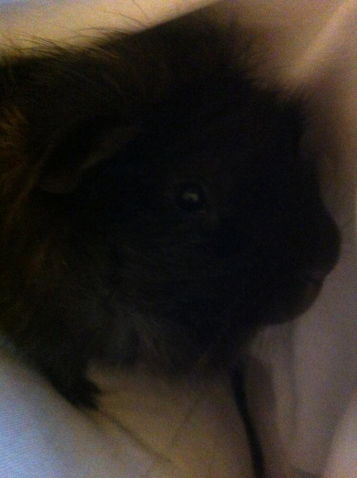 Marsvin Antonio Von Curia billede 4