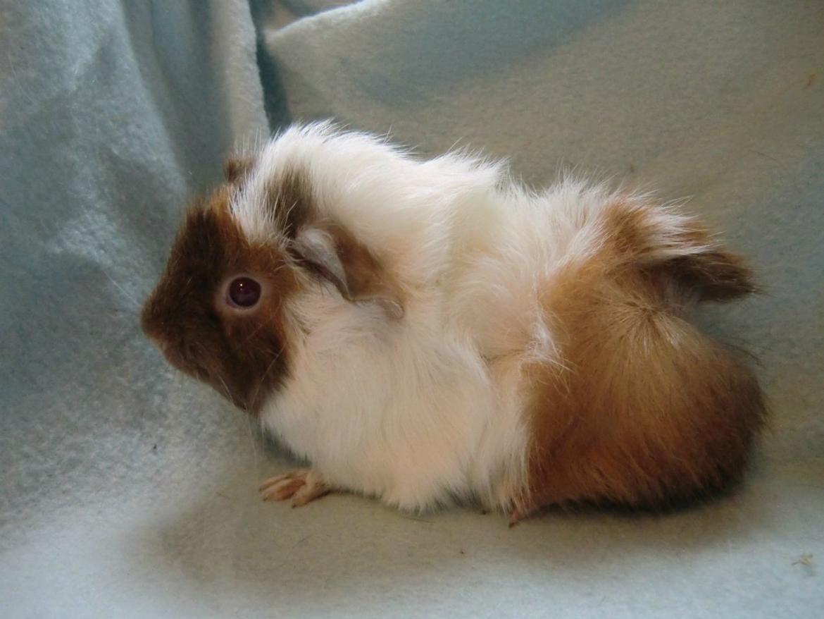 Marsvin Clinton Von Curia - Taget af hende jeg har købt ham af. billede 1