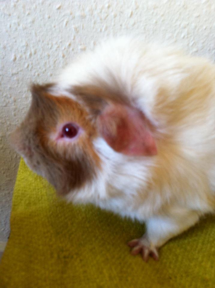 Marsvin Clinton Von Curia billede 3