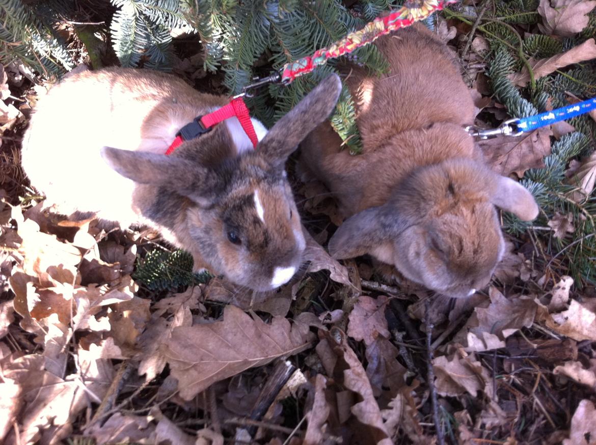 Kanin Martha Sofus billede 9