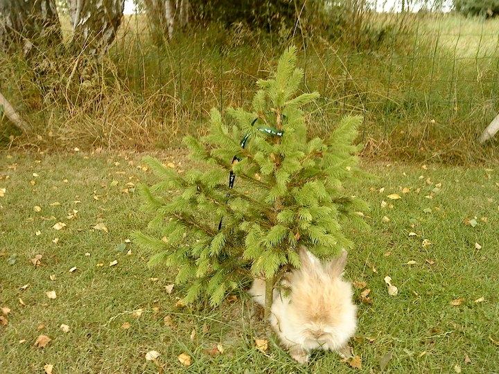 Kanin Canel-beautiful boy<3<3 - Canel dovner under et meget lille juletræ<3 billede 3