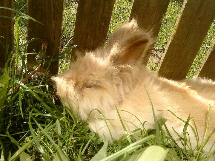 Kanin Canel-beautiful boy<3<3 - Canel ligger og halv sover på kanin weekend<3 billede 4