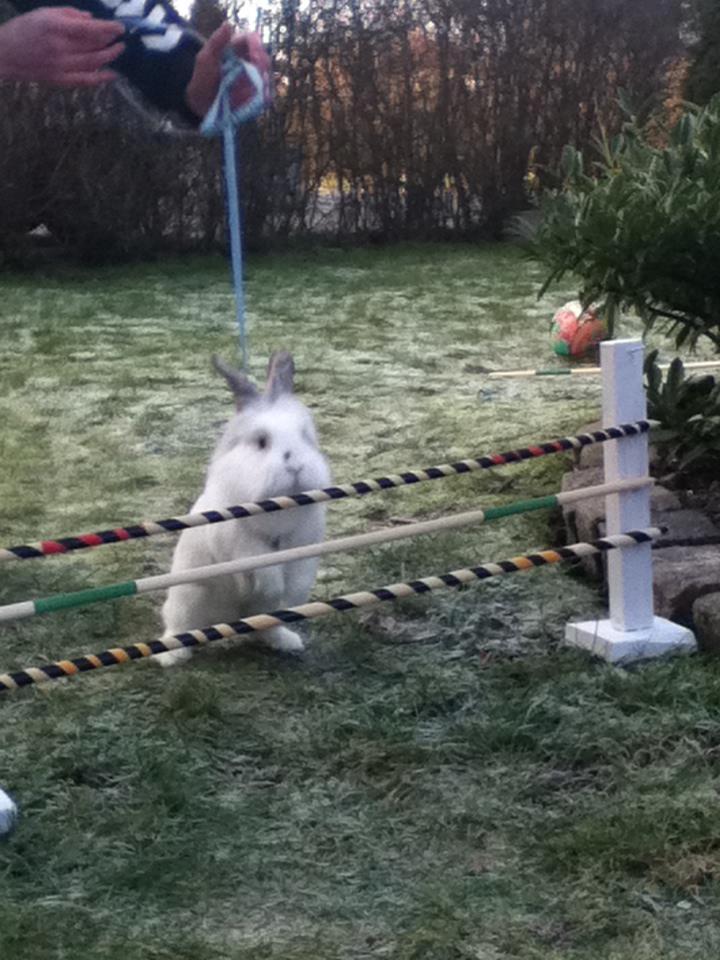 Kanin Vimse billede 7