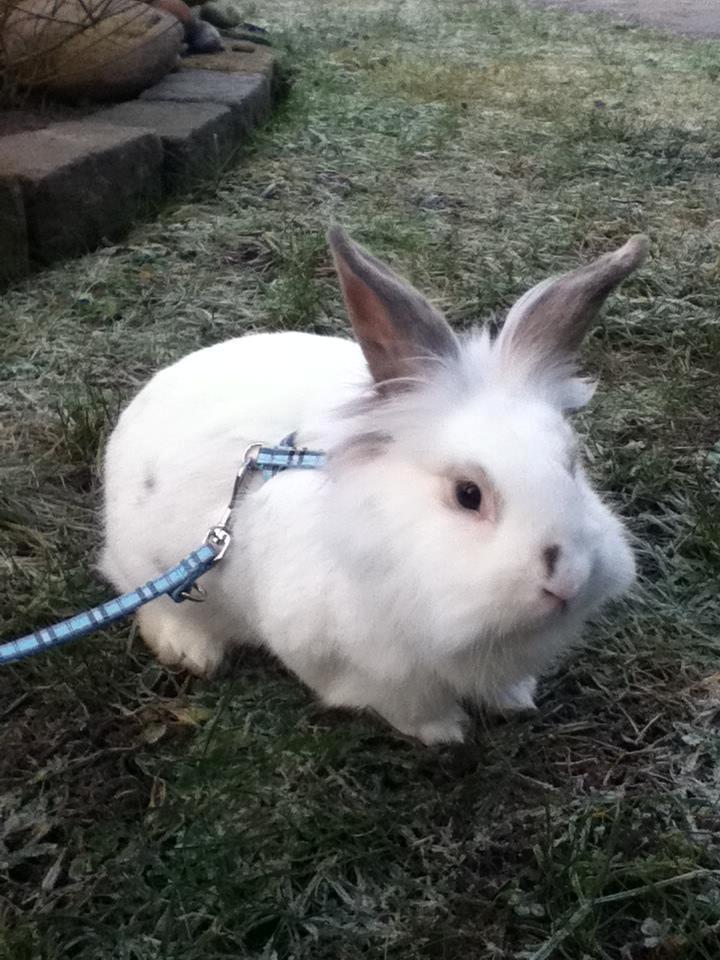 Kanin Vimse billede 8